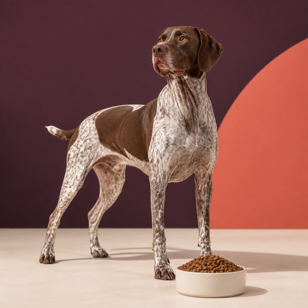 Illustration de la gamme Raltec pour chien actif avec un bol de croquettes